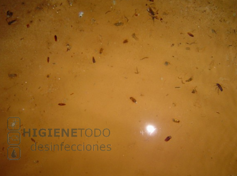 Líderes en limpieza y desinfección de aljibes y depósitos de agua en Alicante.